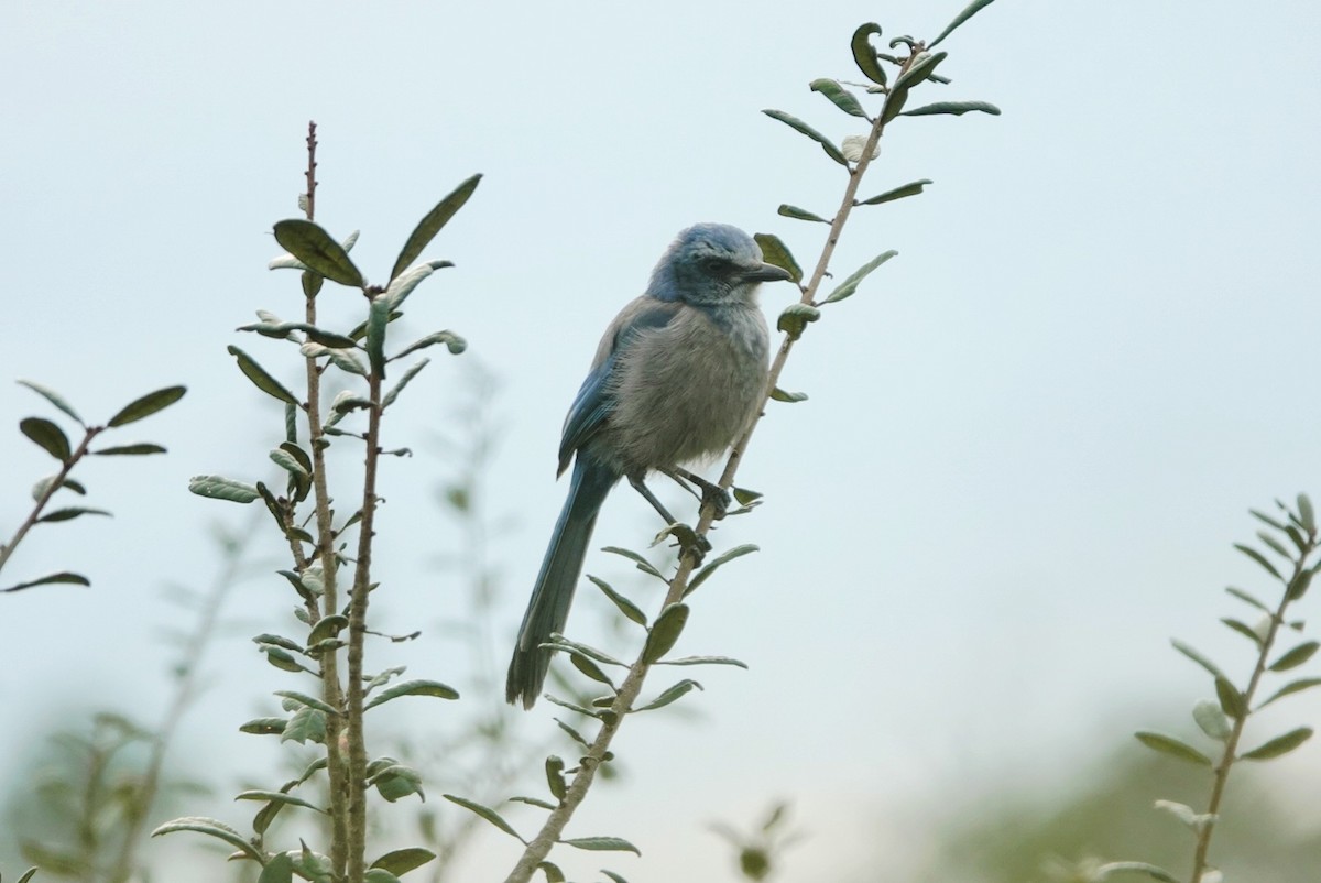 Florida Scrub-Jay - ML644578959