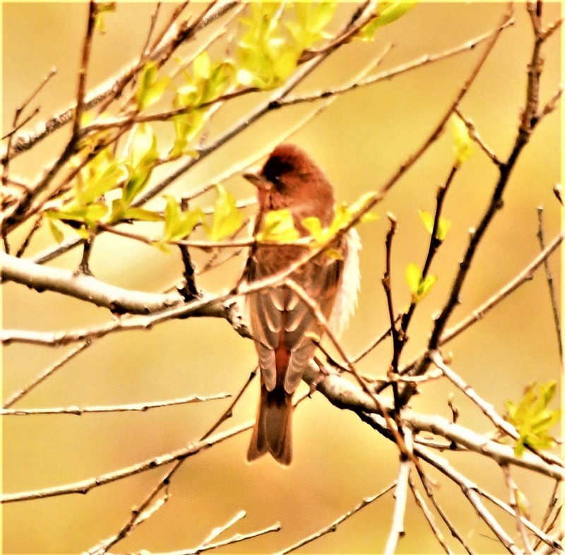 Чечевиця євразійська - ML644578960