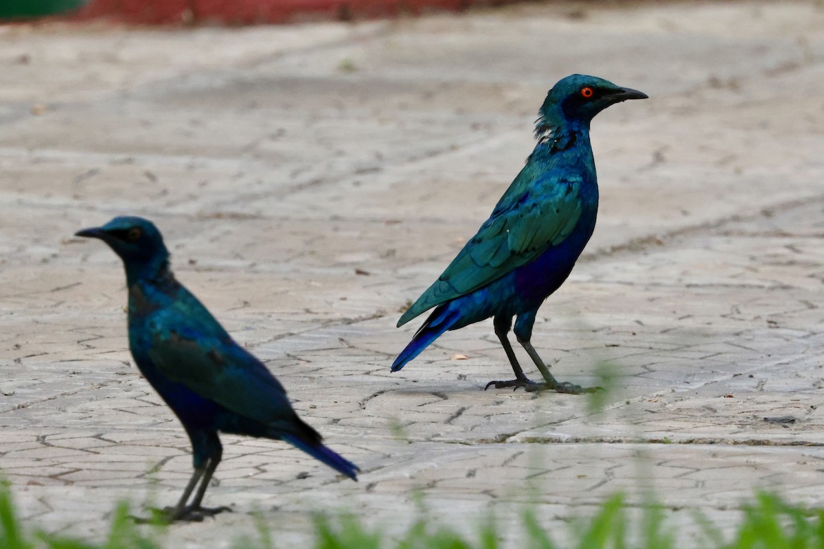 Büyük Mavikulak Sığırcık - ML644578962