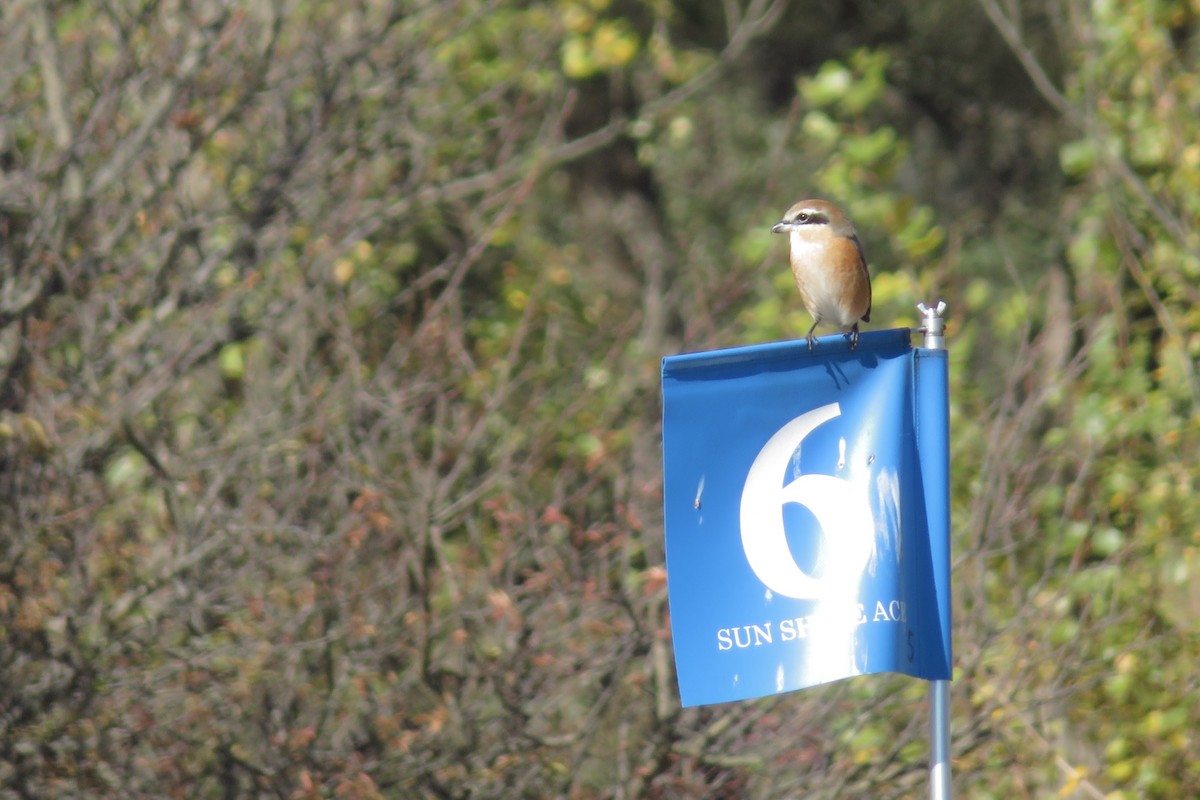 Bull-headed Shrike - ML644578963