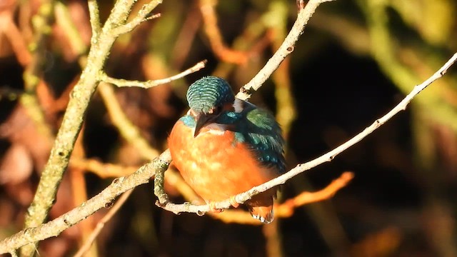 Common Kingfisher - ML644578976