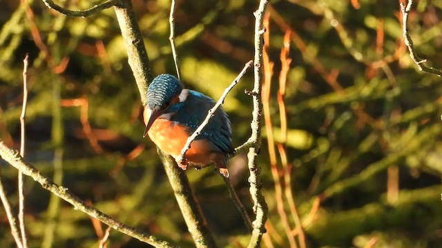 Common Kingfisher - ML644578977