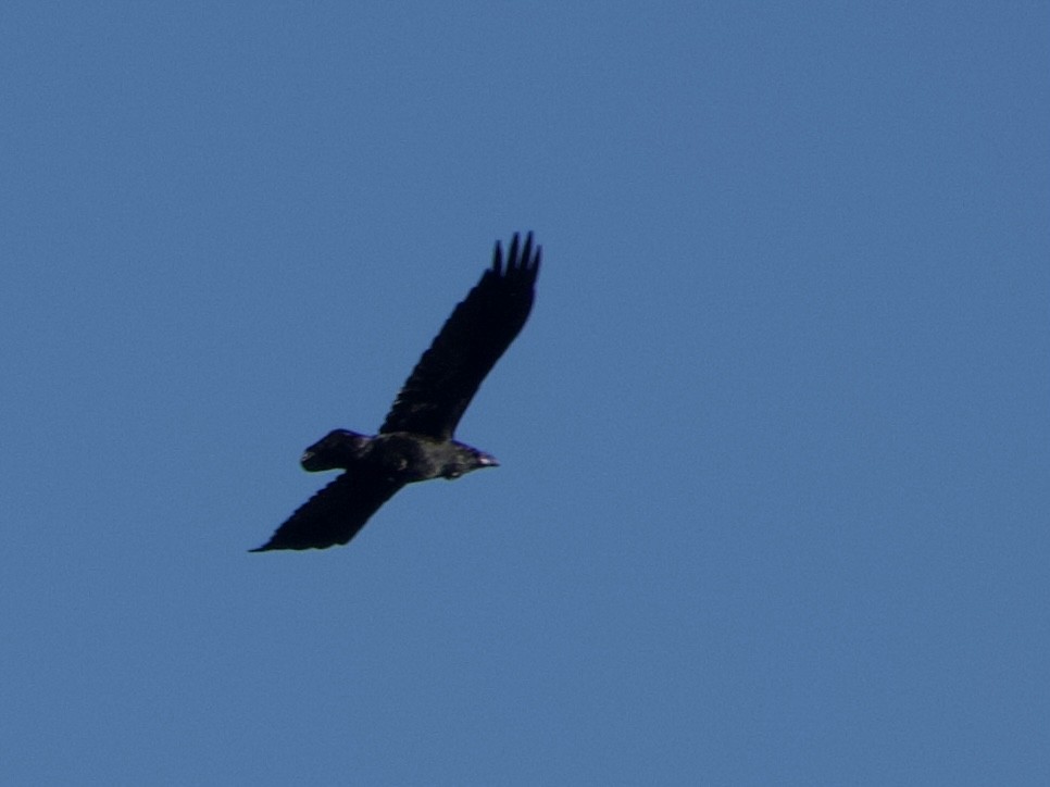 Common Raven - ML644578978