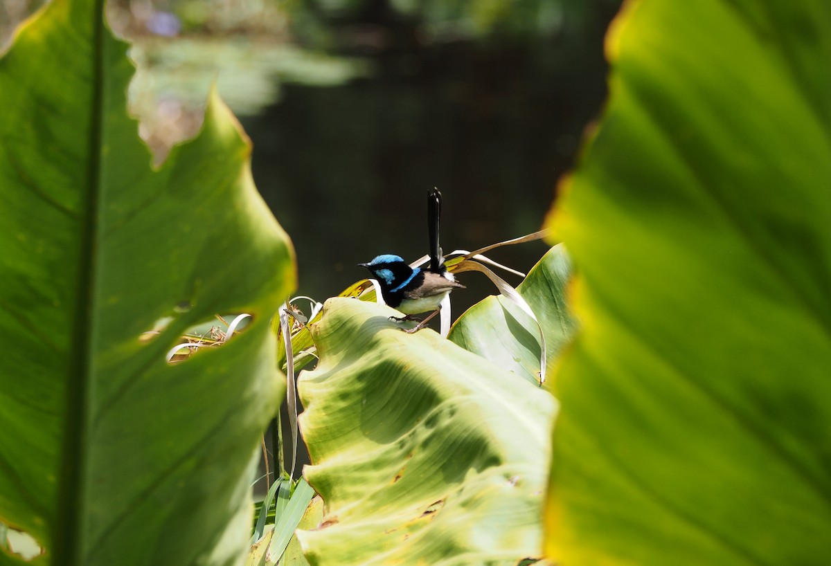 Superb Fairywren - ML644578984