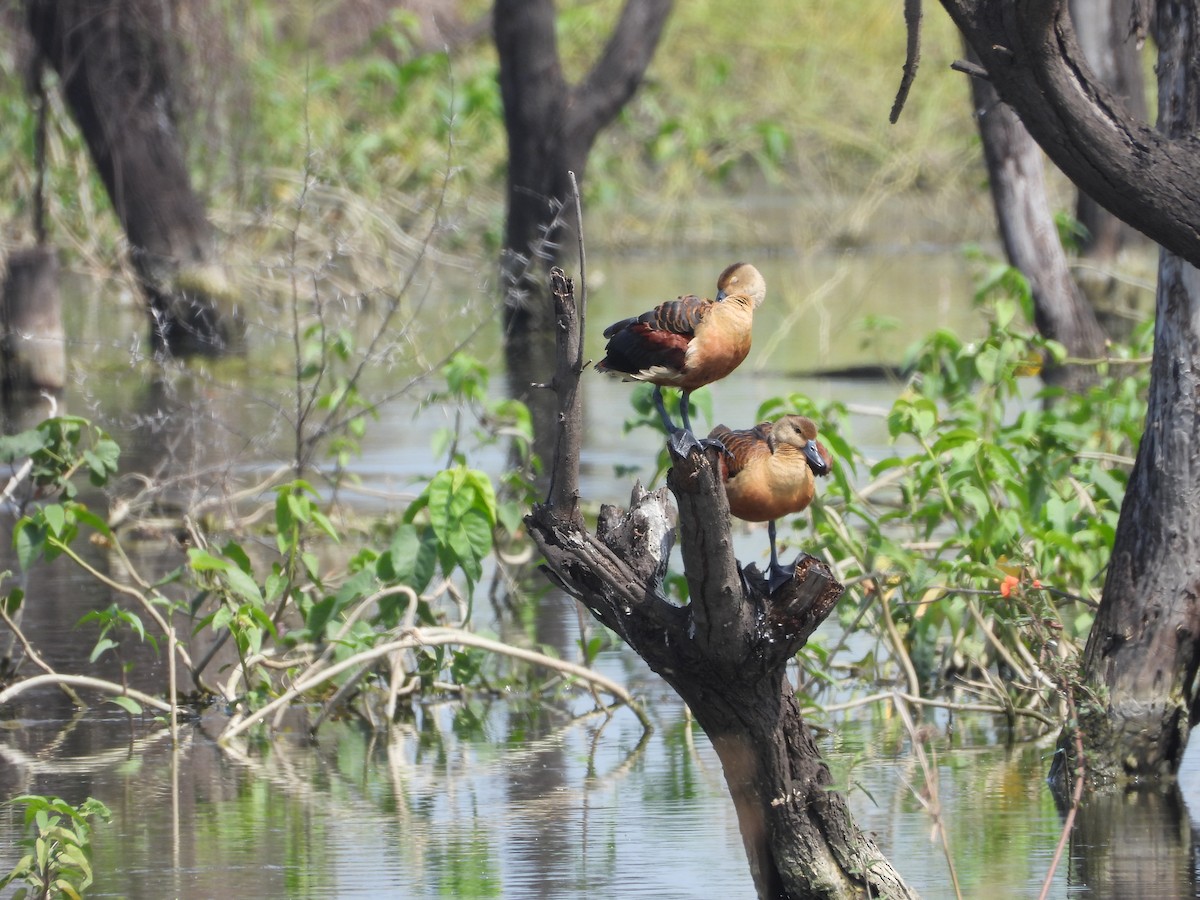 Модны анхир - ML644578986