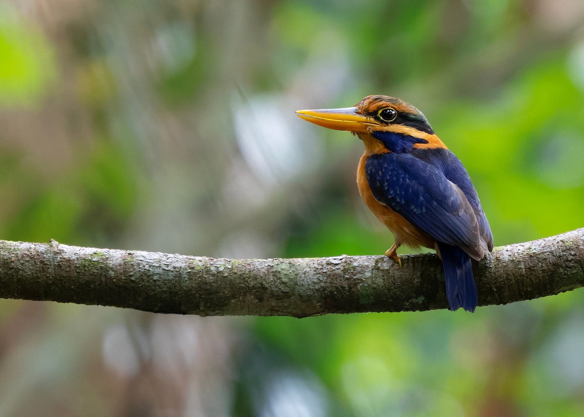 Rufous-collared Kingfisher - ML644578991