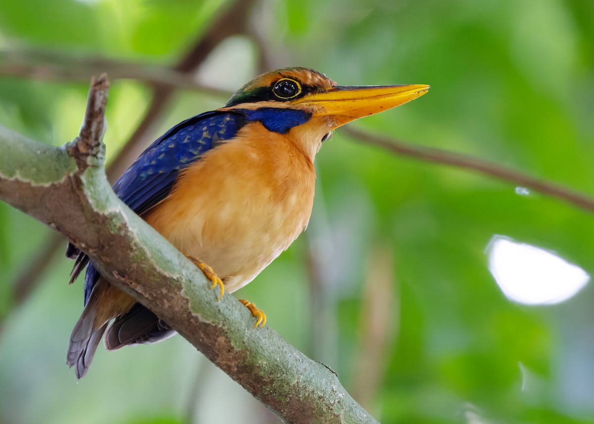 Rufous-collared Kingfisher - ML644578992