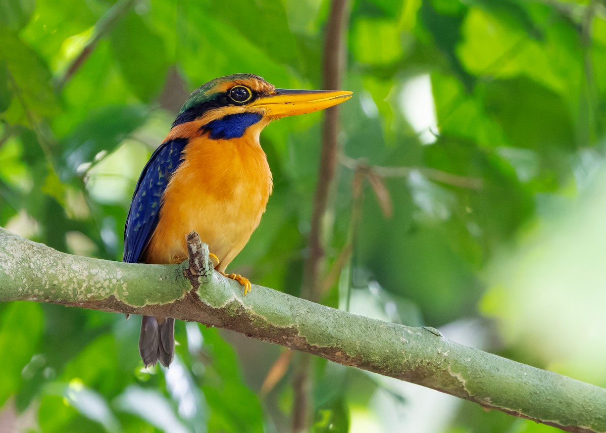 Rufous-collared Kingfisher - ML644578994