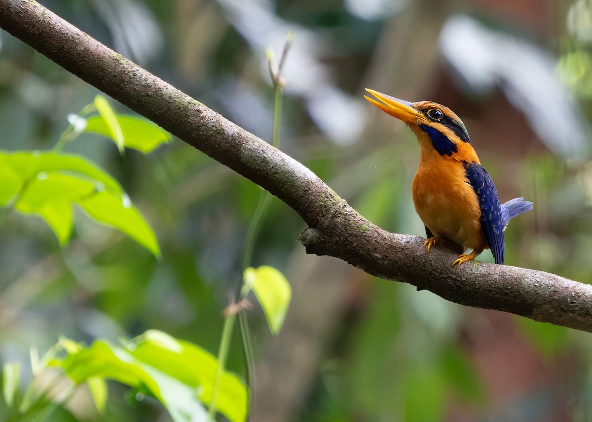 Rufous-collared Kingfisher - ML644578995