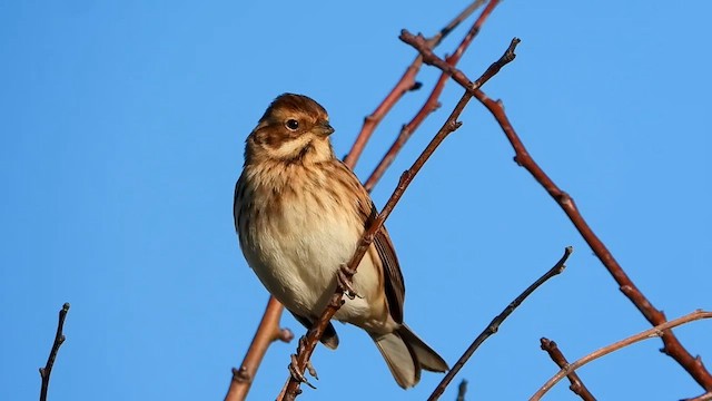 Reed Bunting - ML644579004