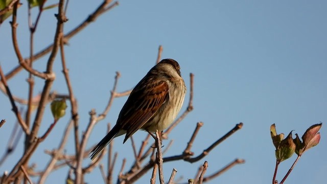 Reed Bunting - ML644579005