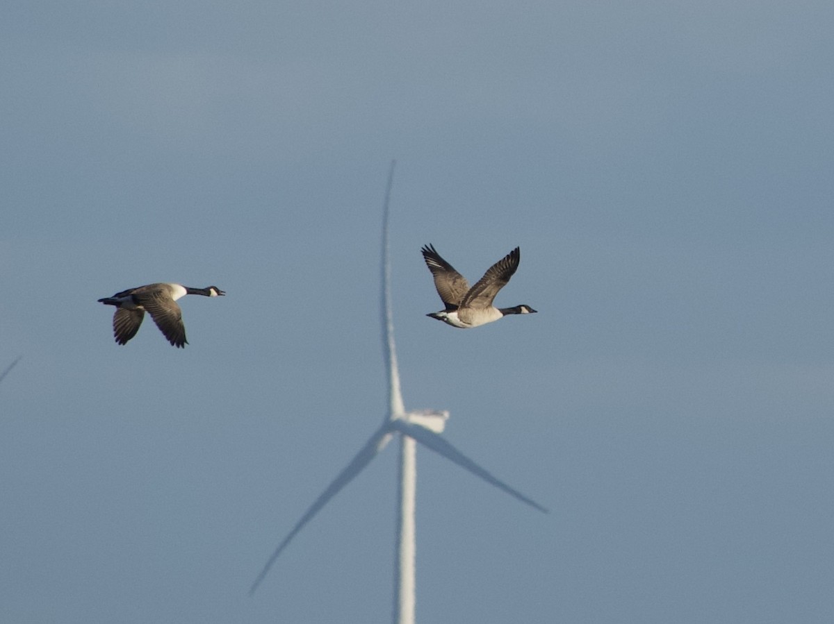 Canada Goose - ML644579008