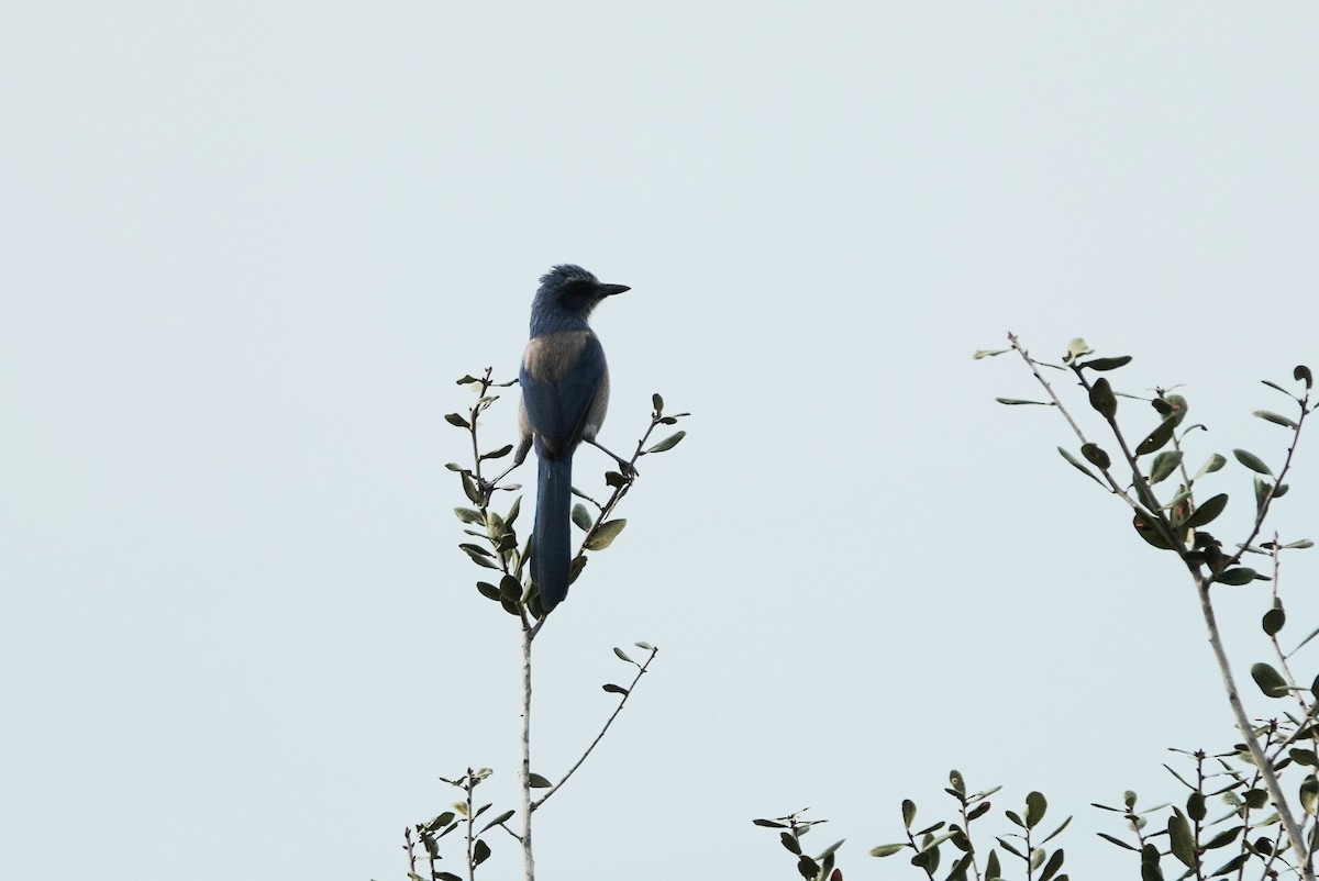 Florida Scrub-Jay - ML644579010