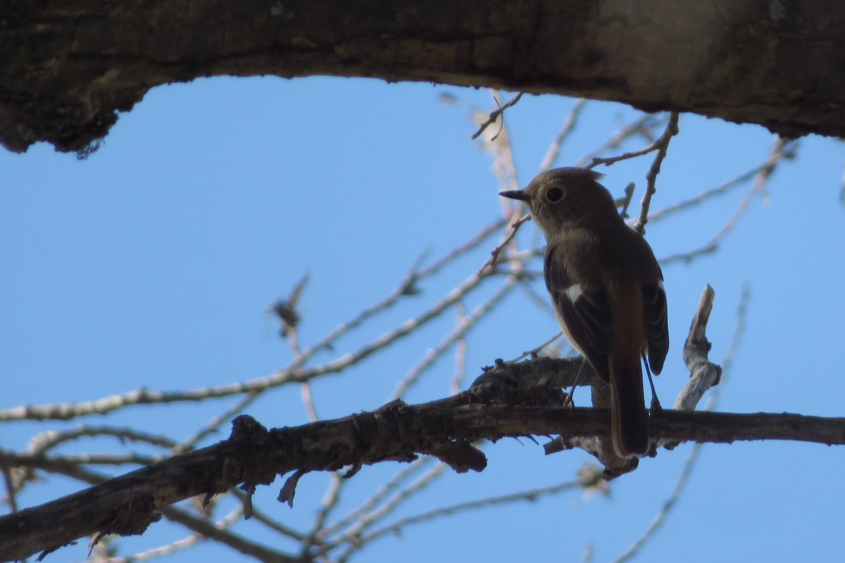 Daurian Redstart - ML644579012