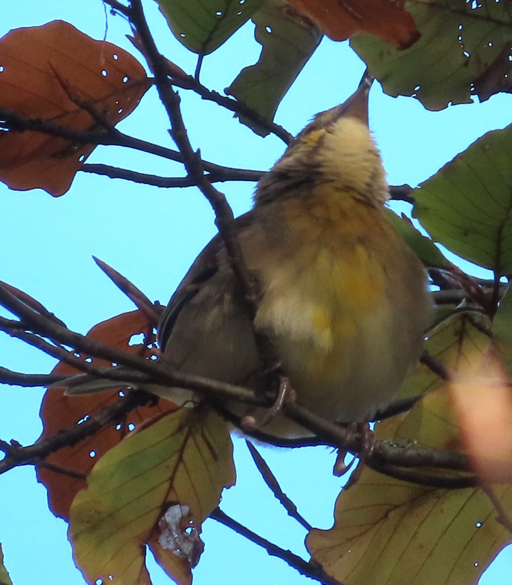 ムナグロノジコ - ML644579013