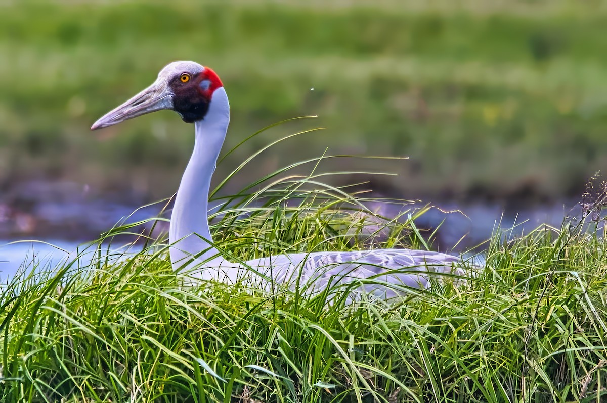 Brolga - ML644579023