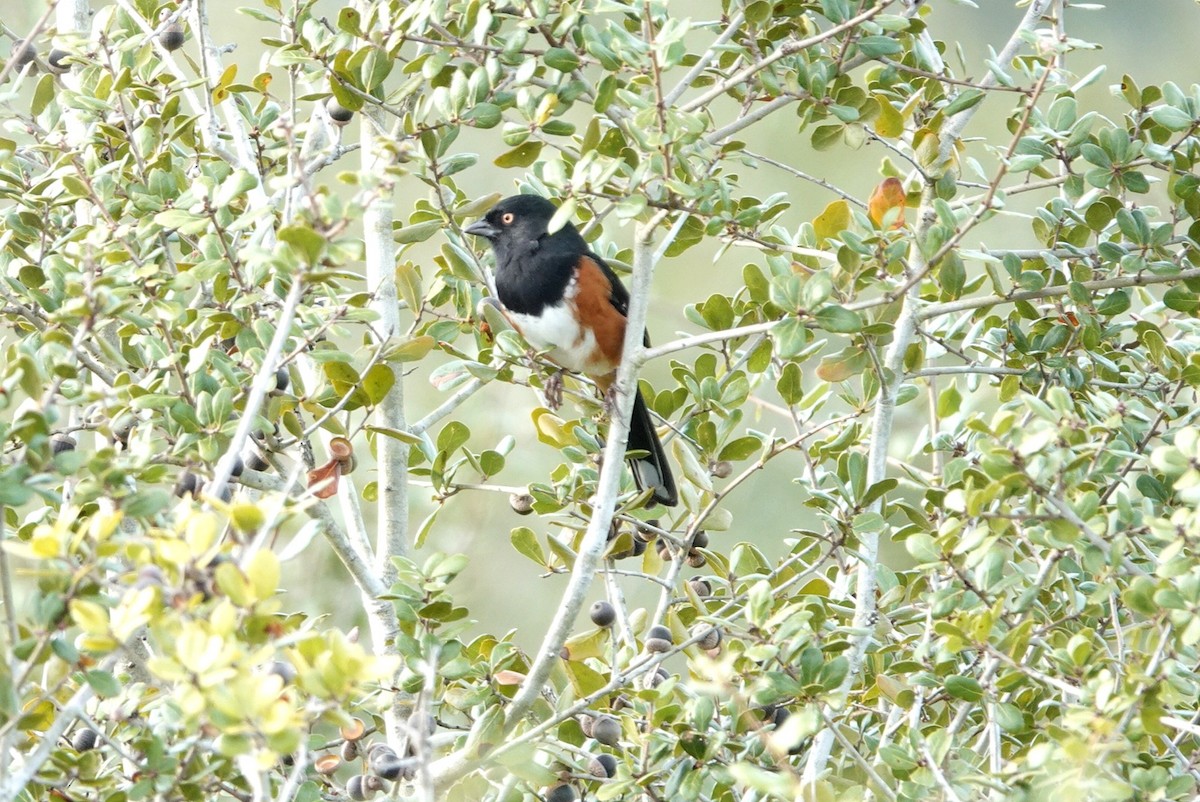 Eastern Towhee - ML644579028