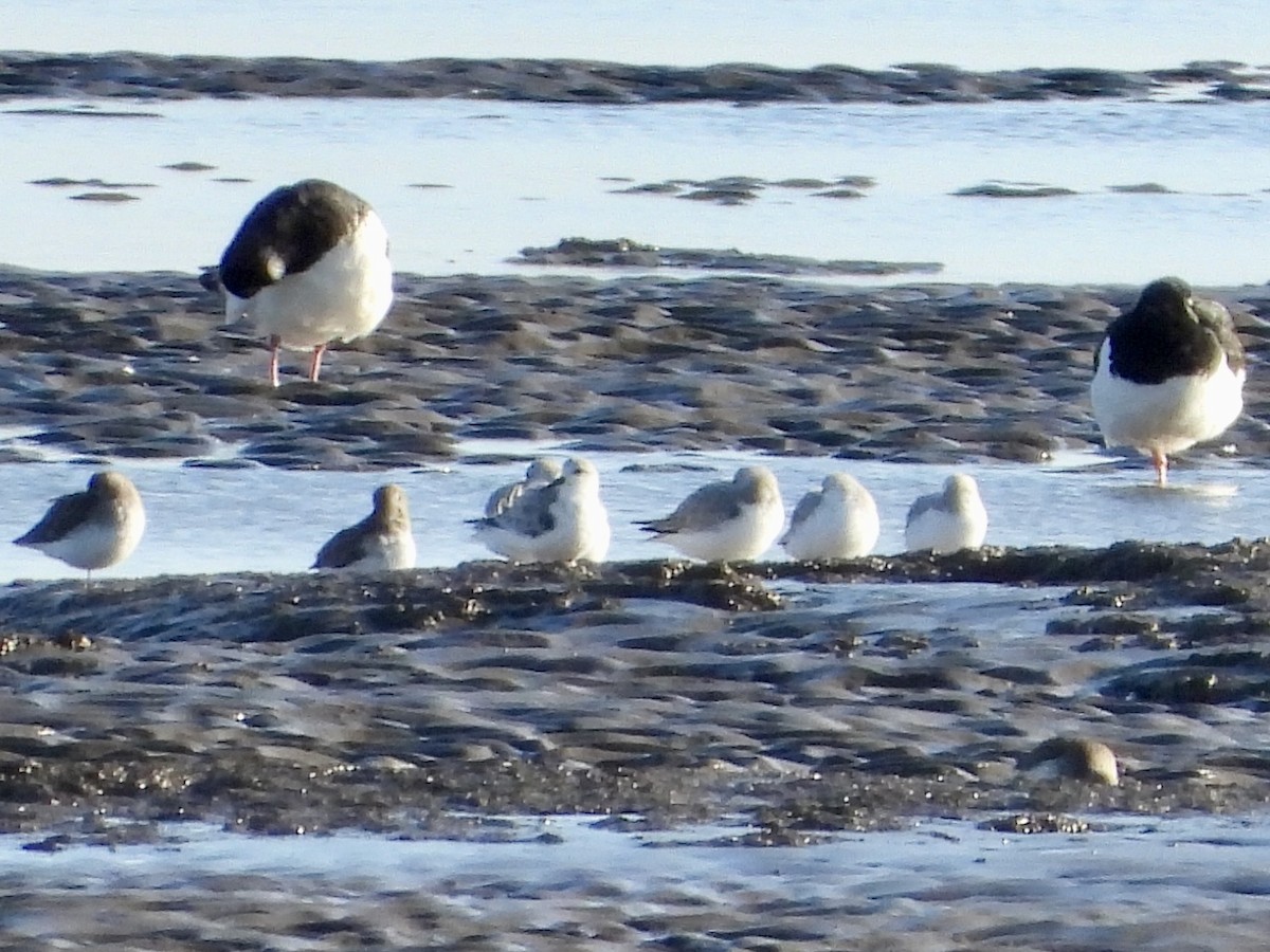 Sanderling - ML644579029