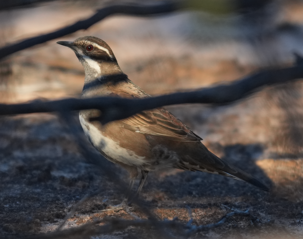 クリゴシウズラチメドリ - ML644579032