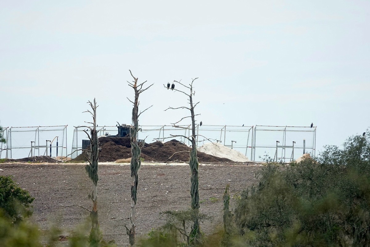 Bald Eagle - ML644579034