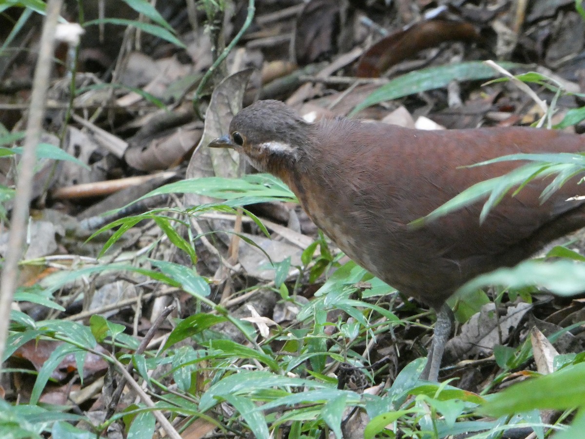 Einfarb-Stelzenralle - ML644579035