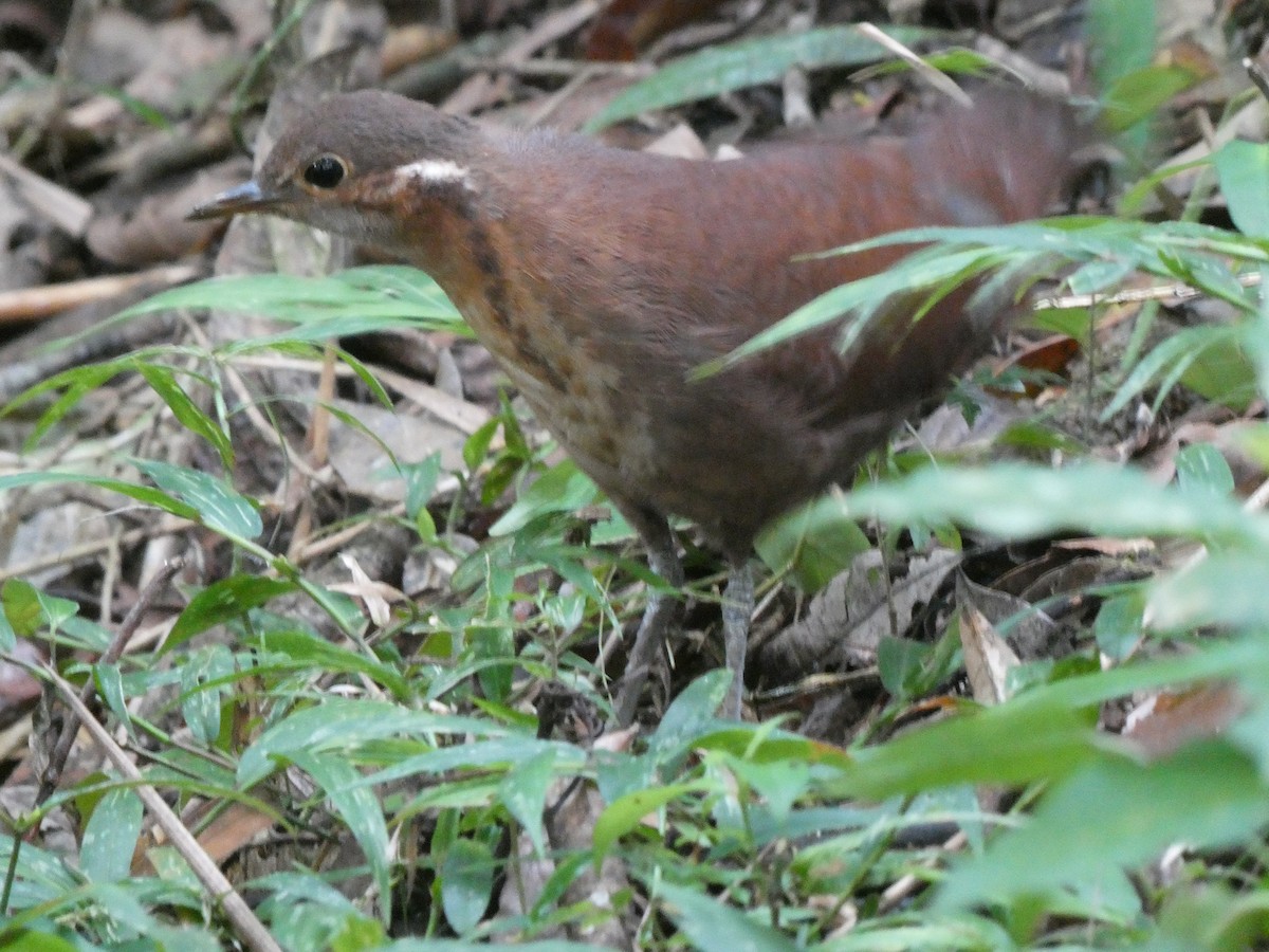 Einfarb-Stelzenralle - ML644579036