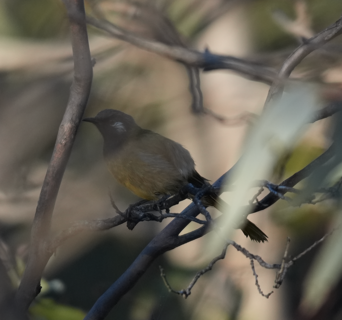 ミミジロミツスイ - ML644579043