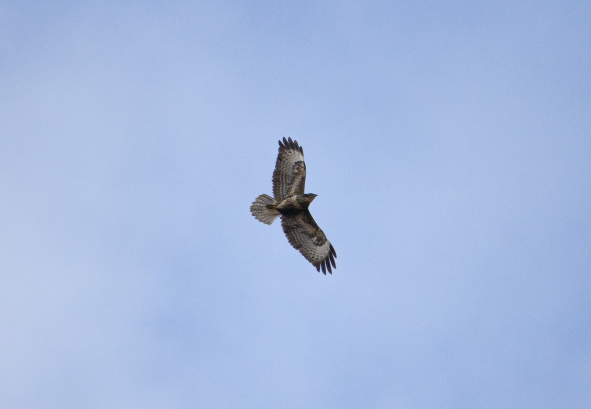 Common Buzzard - ML644579045