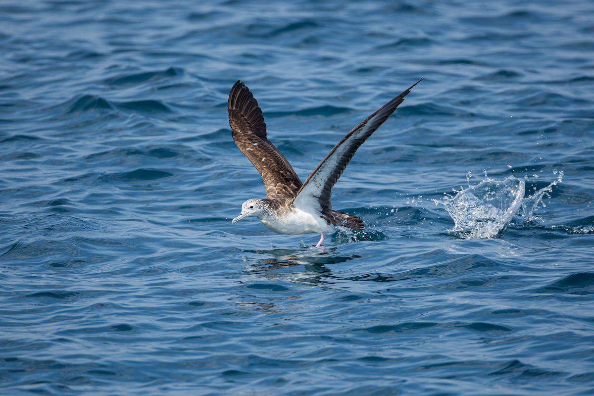 Puffin leucomèle - ML644579048
