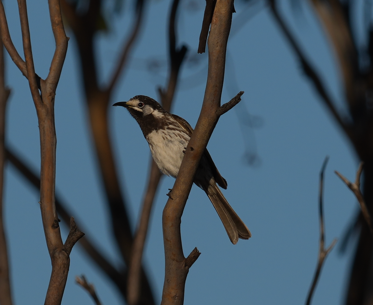 シロビタイキバネミツスイ - ML644579049