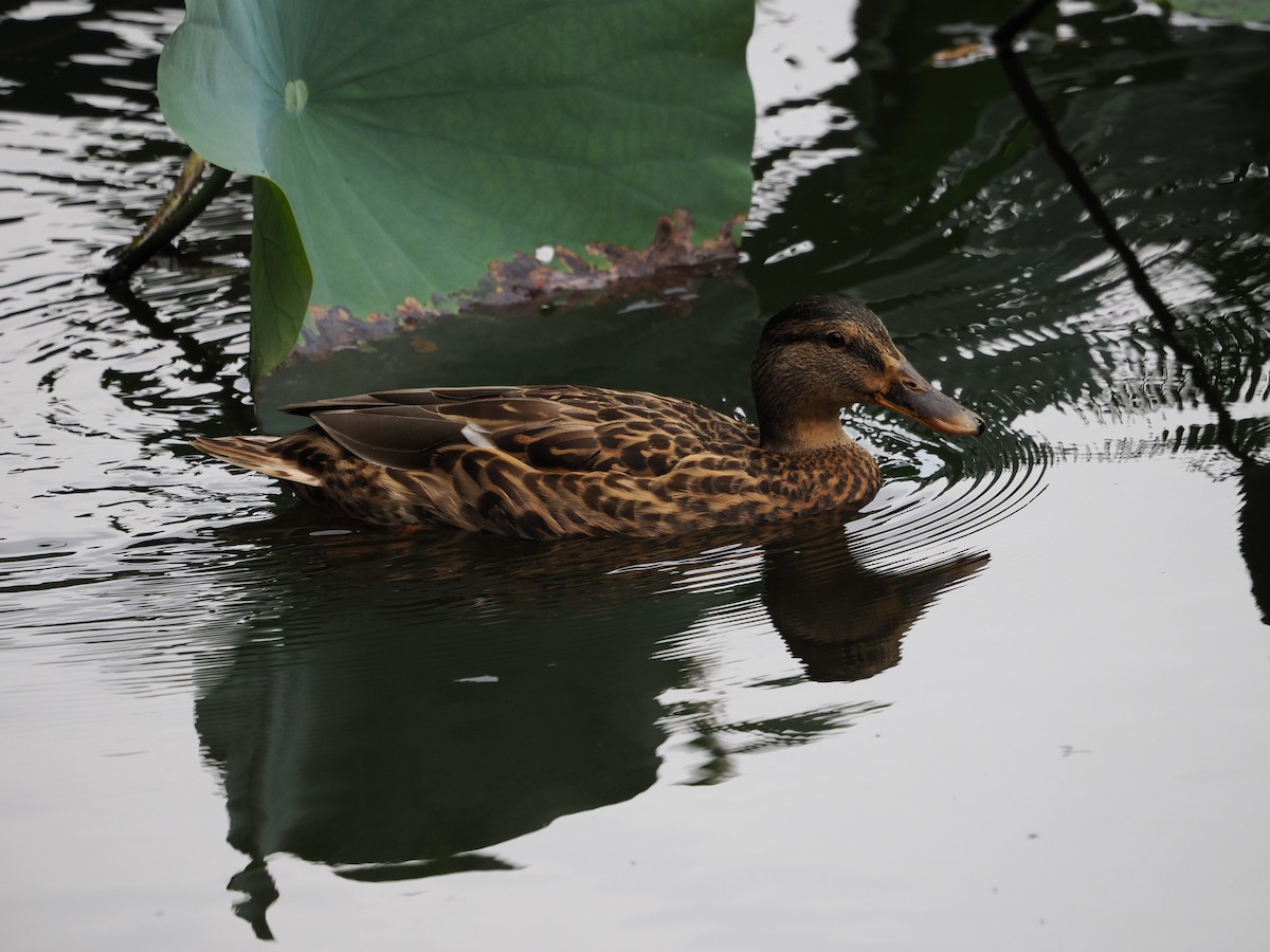 kachna divoká - ML644579050