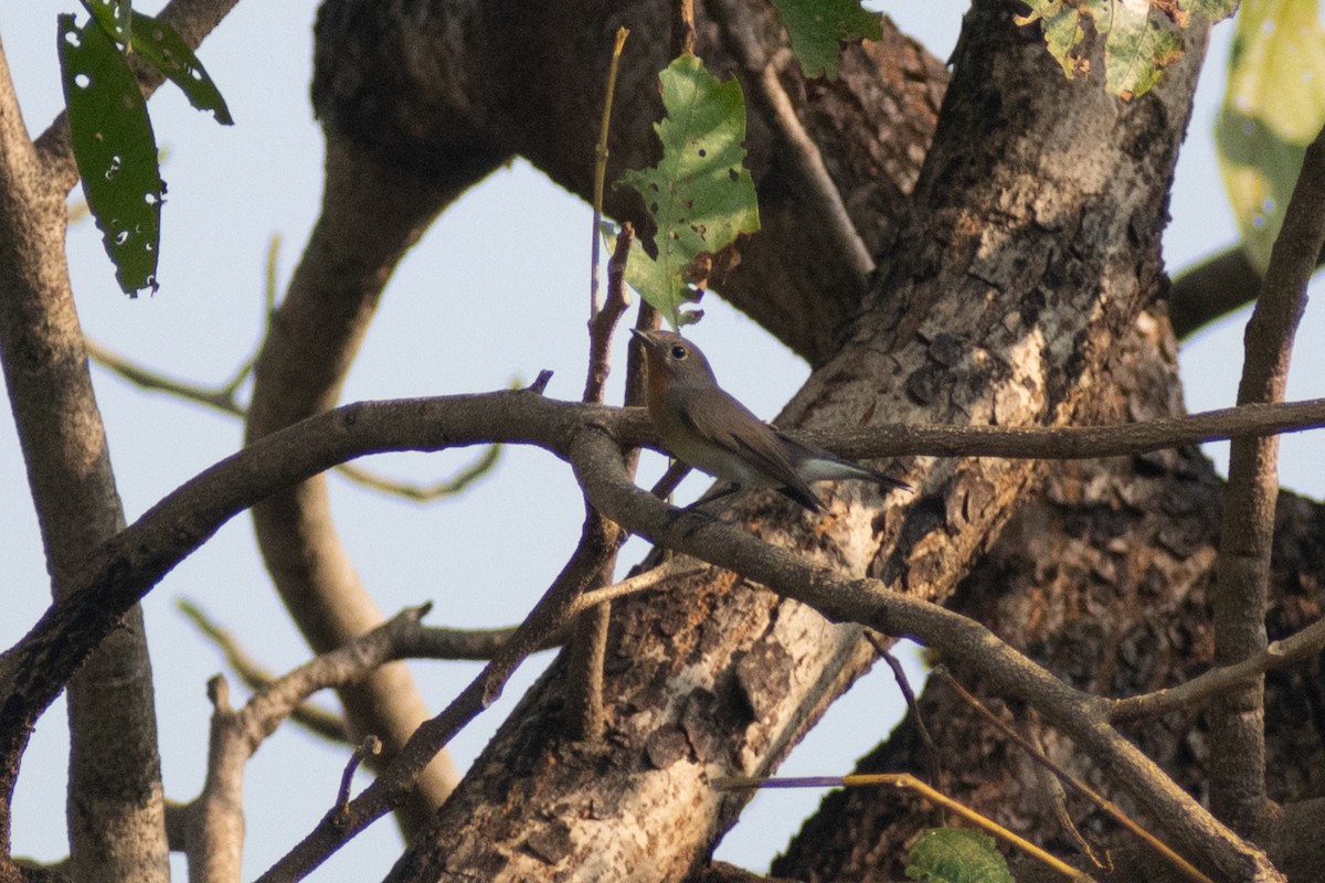 Red-breasted Flycatcher - ML644579054