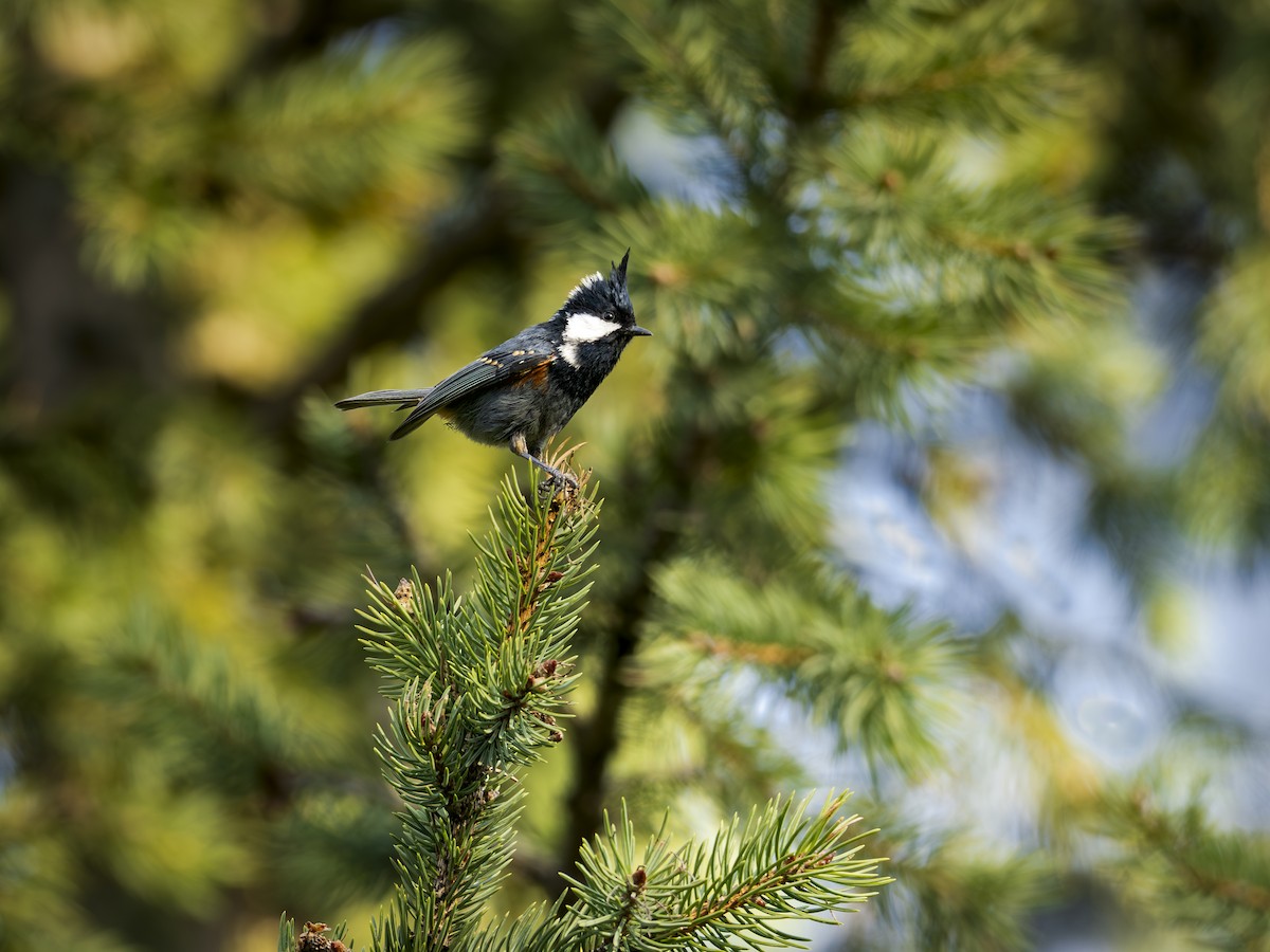 sýkora uhelníček - ML644579056