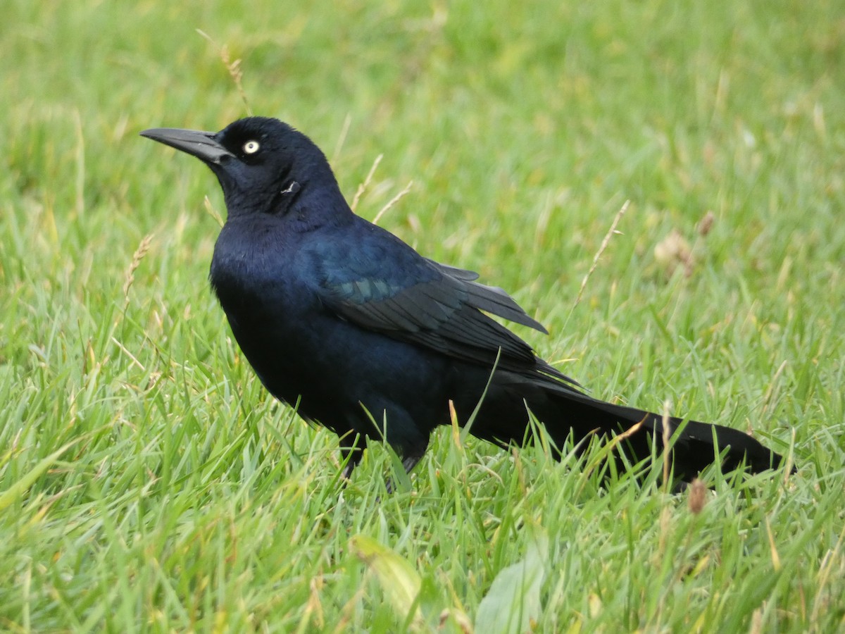 Boat-tailed Grackle - ML644579060