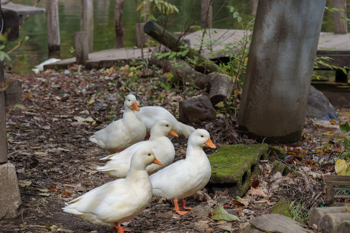 kachna divoká - ML644579061