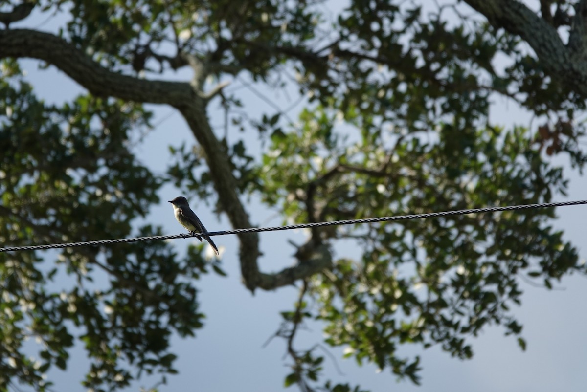 tyranovec domácí - ML644579062