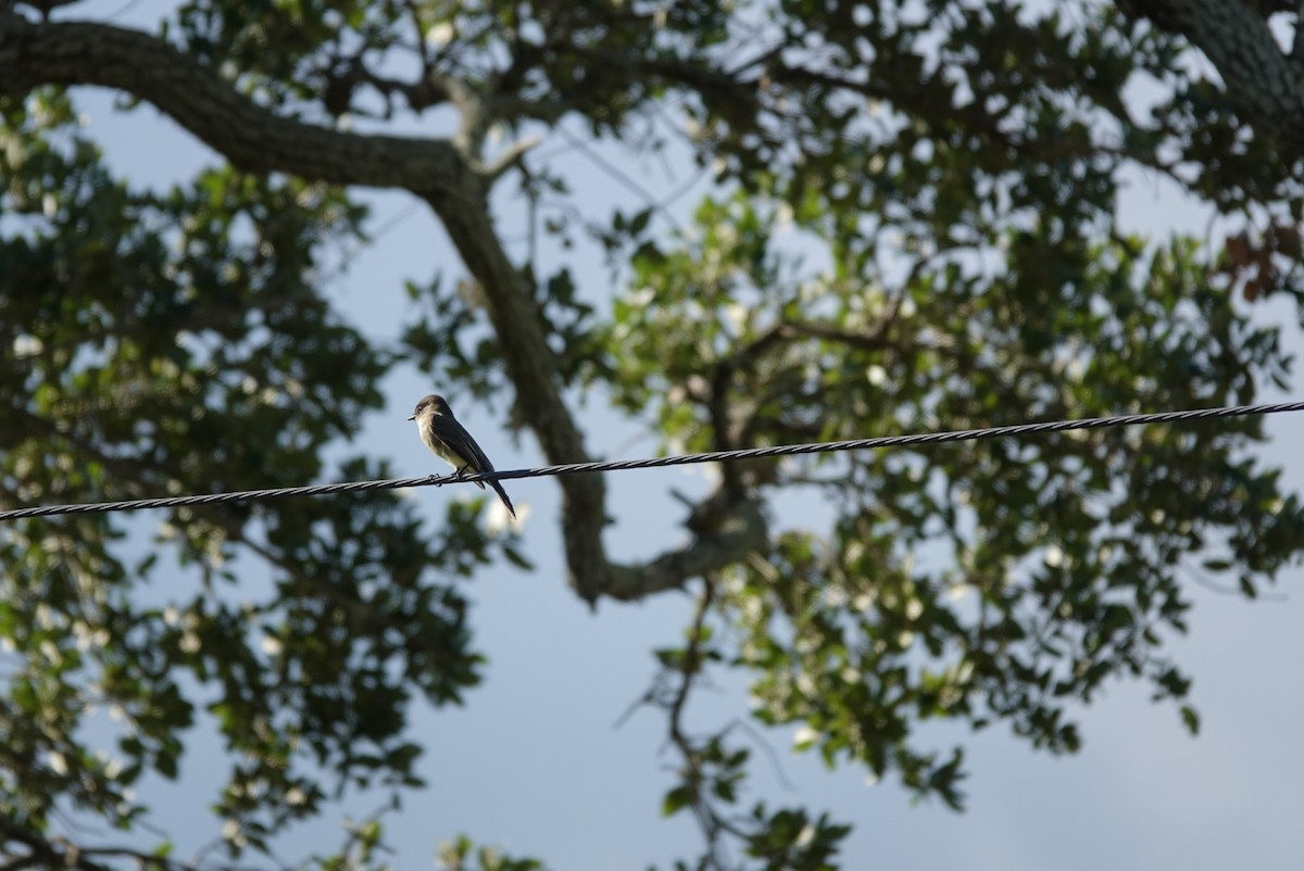 tyranovec domácí - ML644579063