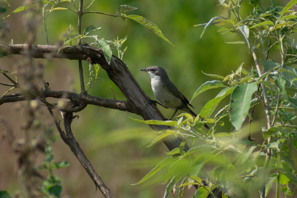 pěnice pokřovní - ML644579067