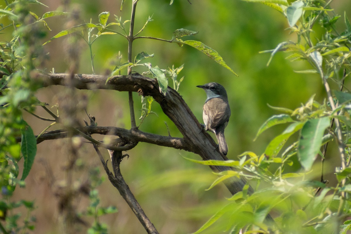 pěnice pokřovní - ML644579068