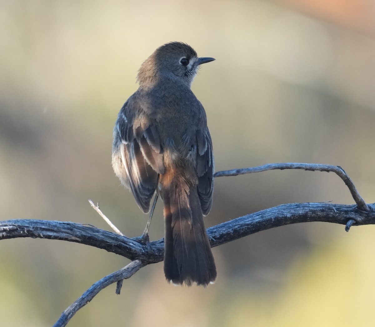 lejsčík jihoaustralský - ML644579069