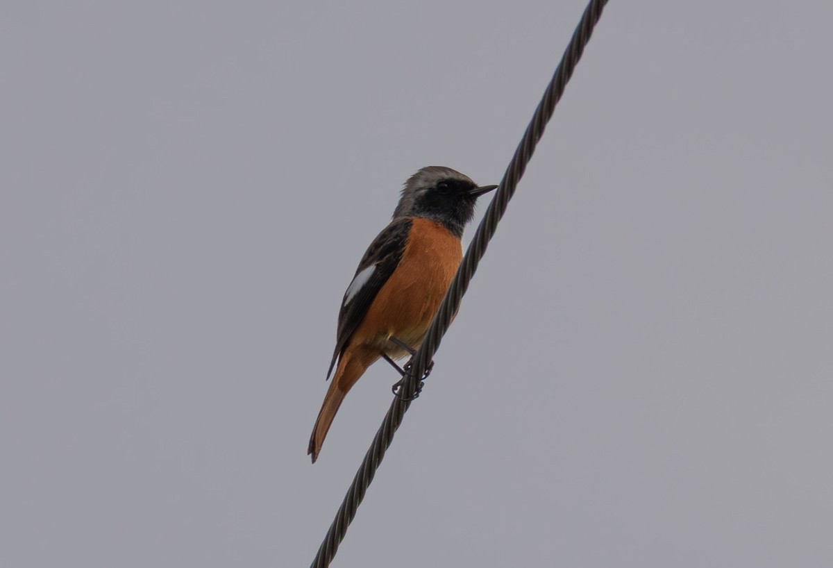 rehek daurský - ML644579073