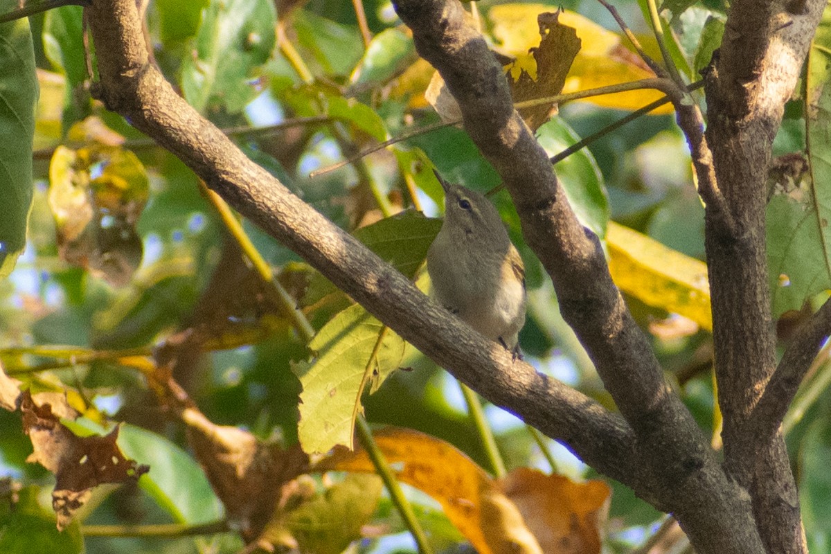 budníček menší - ML644579076