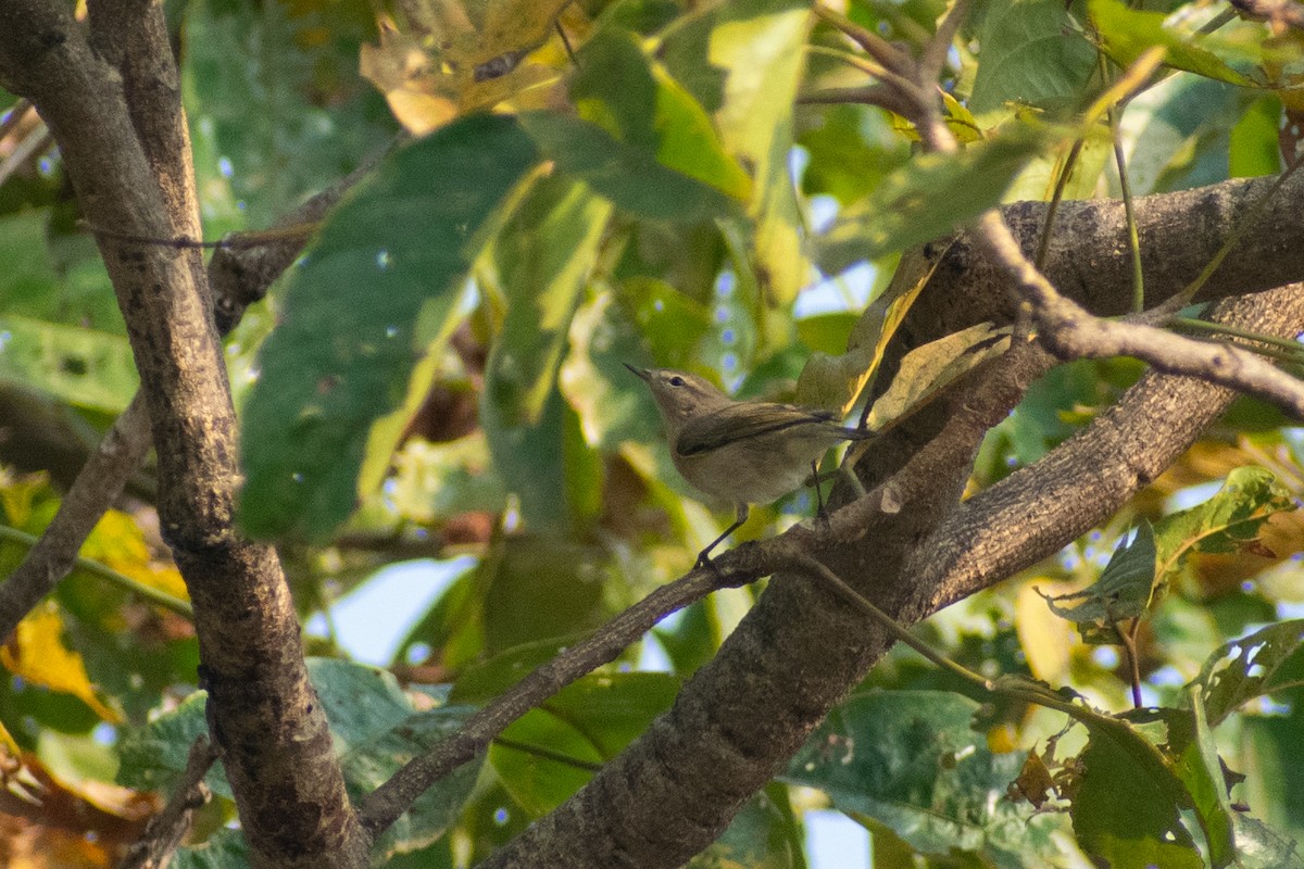 budníček menší - ML644579077