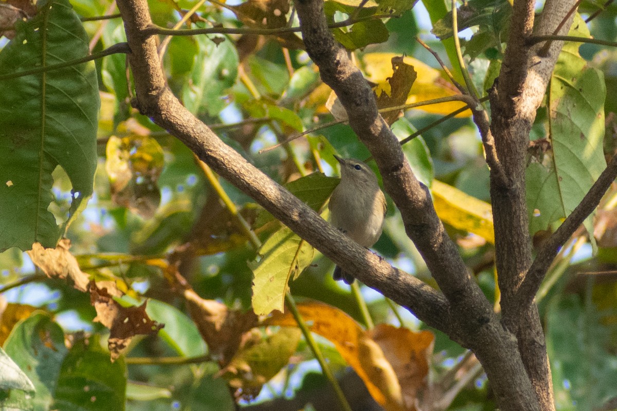 budníček menší - ML644579078