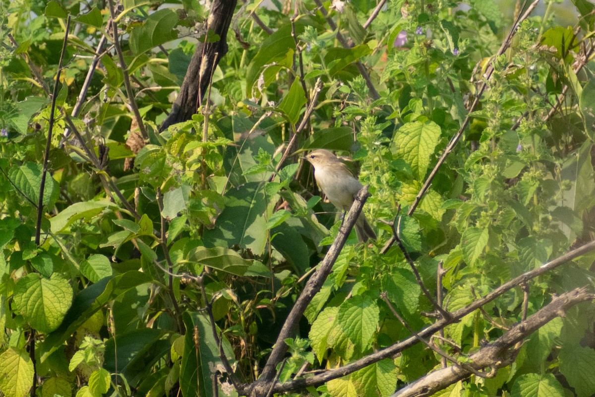 budníček menší - ML644579079