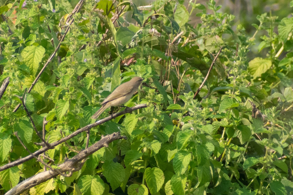 budníček menší - ML644579080