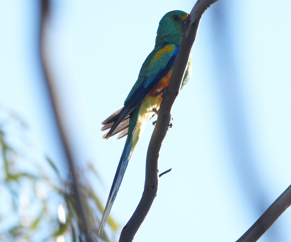 rosela mnohobarvá - ML644579082