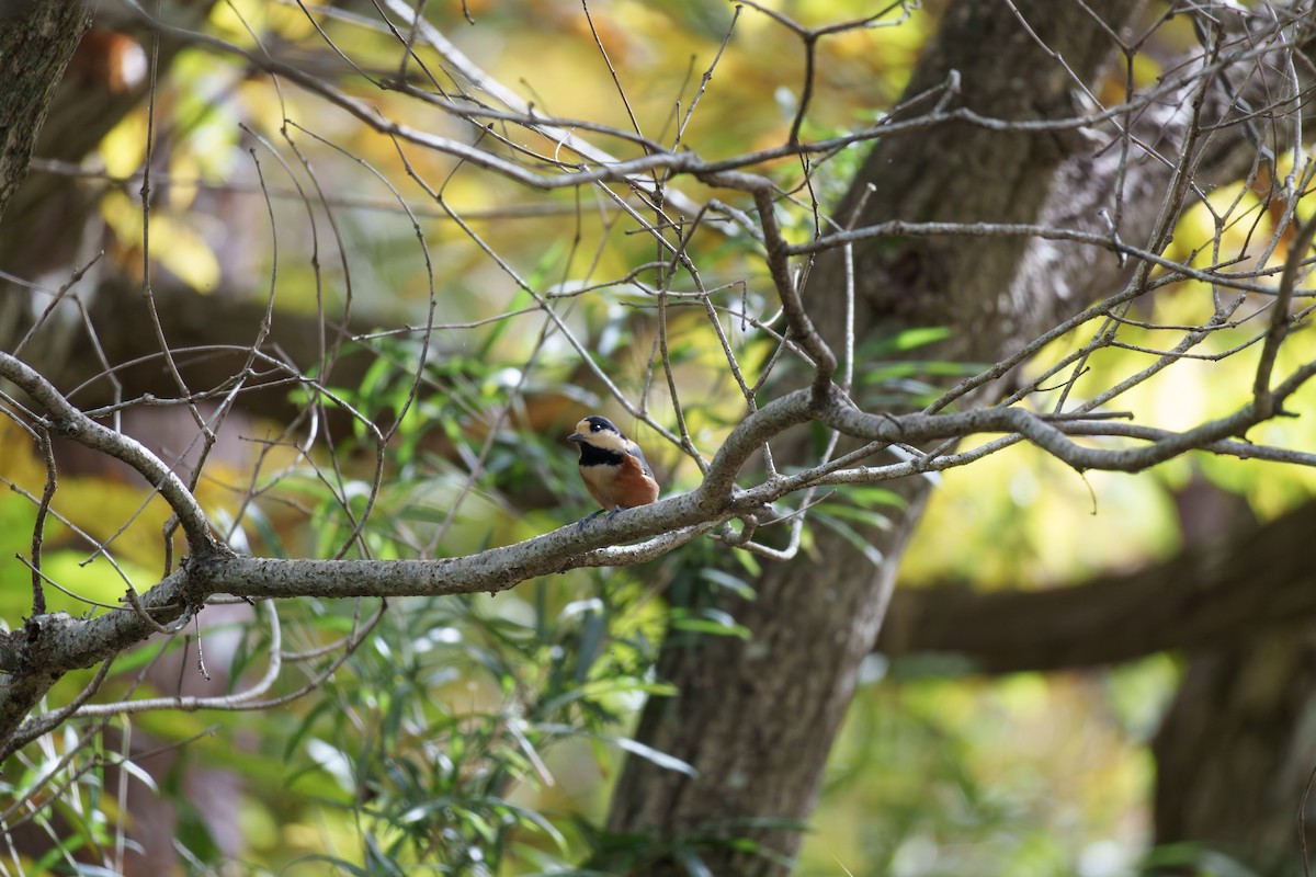 sýkora proměnlivá - ML644579083