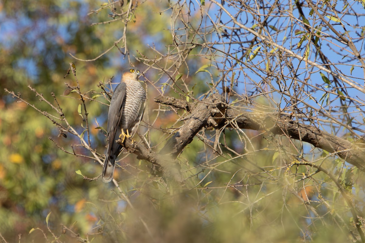 krahujec obecný - ML644579084