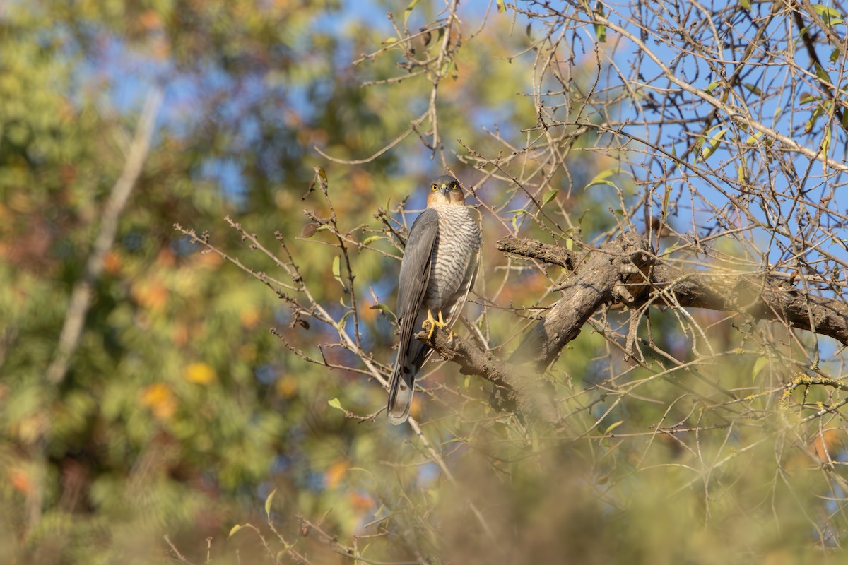 krahujec obecný - ML644579085